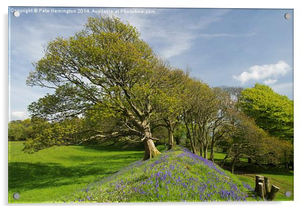 Blue Bells at Cadbury Castle Acrylic by Pete Hemington