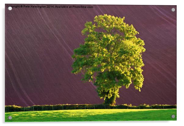  Late light on Lone Tree Acrylic by Pete Hemington