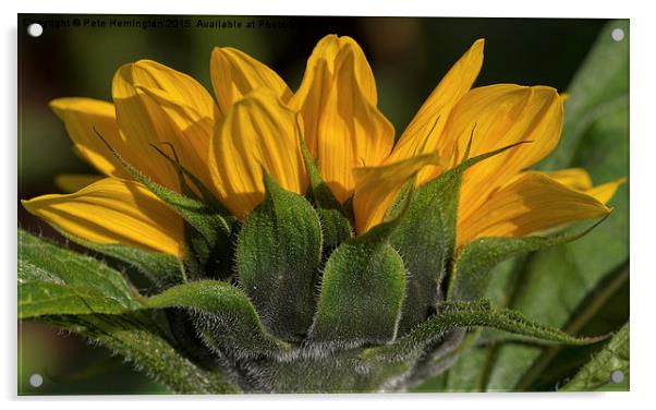  Sunflower Acrylic by Pete Hemington