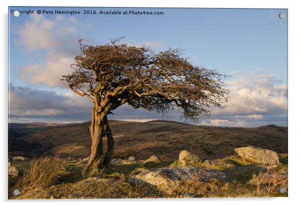 Lone tree on Dartmoor Acrylic by Pete Hemington