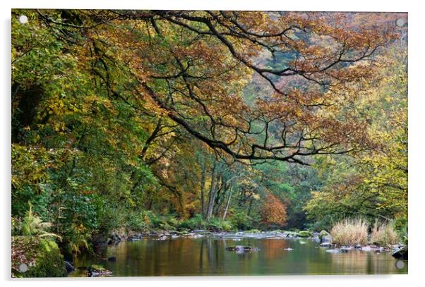River Barle in Somerset Acrylic by Pete Hemington
