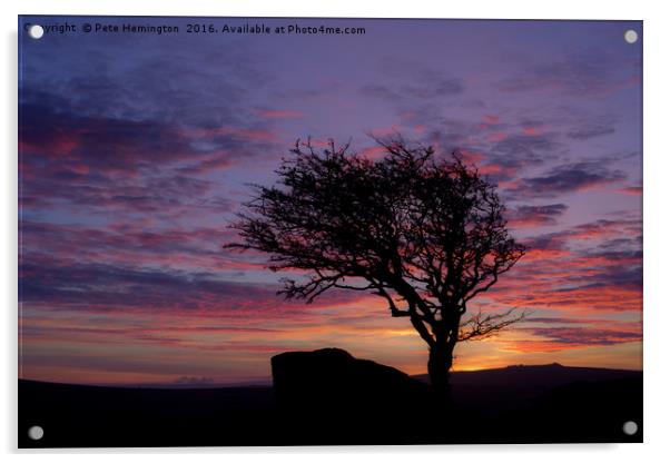 Lone tree near Holwell Tor on Dartmoor Acrylic by Pete Hemington