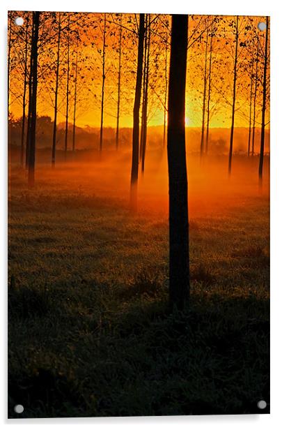 Sunrise through the Trees Acrylic by Pete Hemington