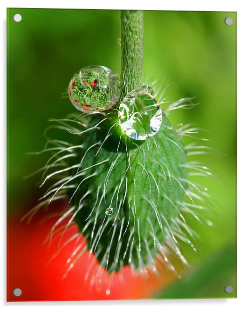 Poppy seed and rain drops Acrylic by Pete Hemington