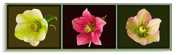 Triptych of Lentern roses - Hellebores Acrylic by Pete Hemington