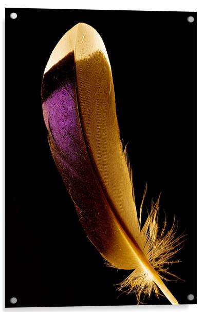 Duck feather Acrylic by Pete Hemington
