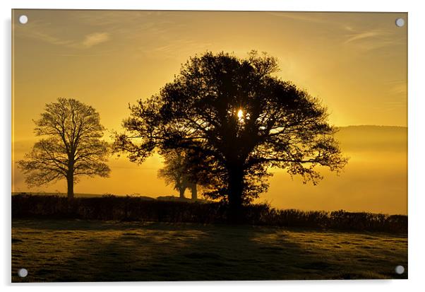 Trees at sunrise Acrylic by Pete Hemington