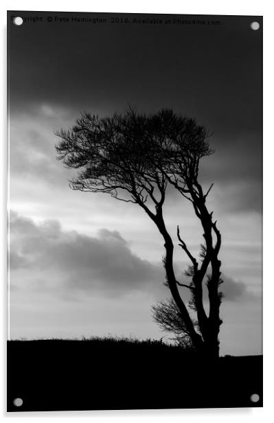 A lone tree at Horns Cross Acrylic by Pete Hemington