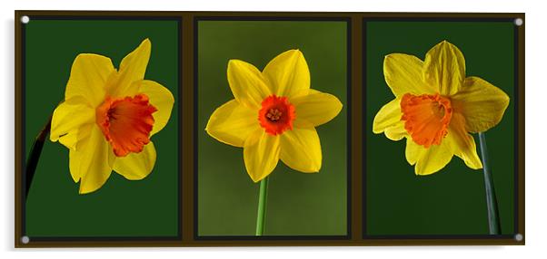 Daffodil Triptych Acrylic by Pete Hemington