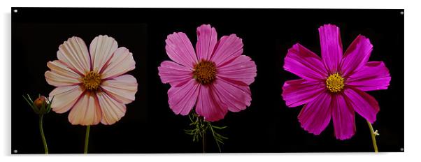 Three Cosmos blooms Acrylic by Pete Hemington