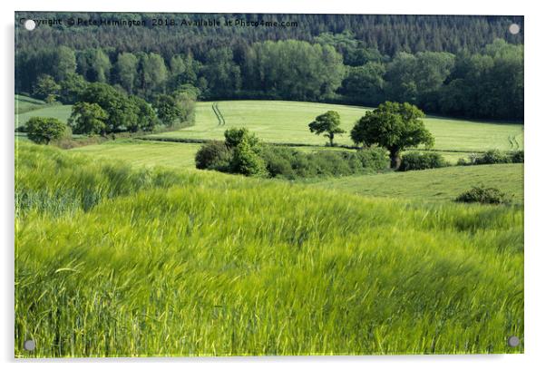 The edge of Ashclyst Forest Acrylic by Pete Hemington