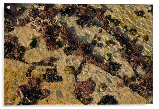 Cornish coral(?) - at Constantine Bay Acrylic by Pete Hemington