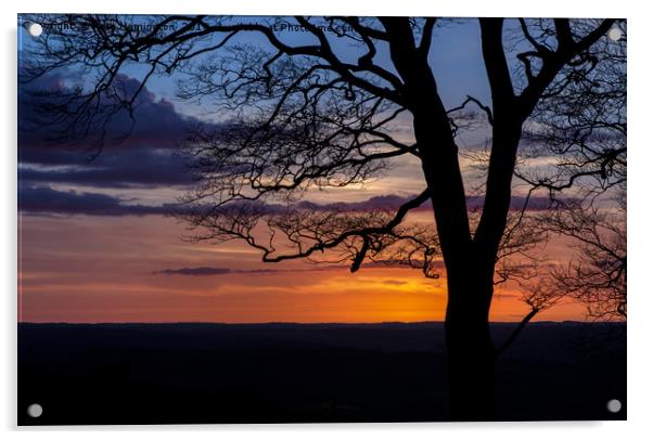 Tree Silhouette Acrylic by Pete Hemington