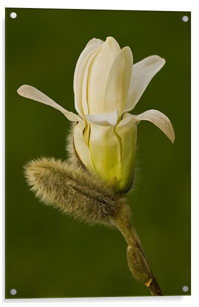 Magnolia Stellata Acrylic by Pete Hemington