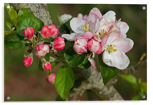 Apple blossom Acrylic by Pete Hemington