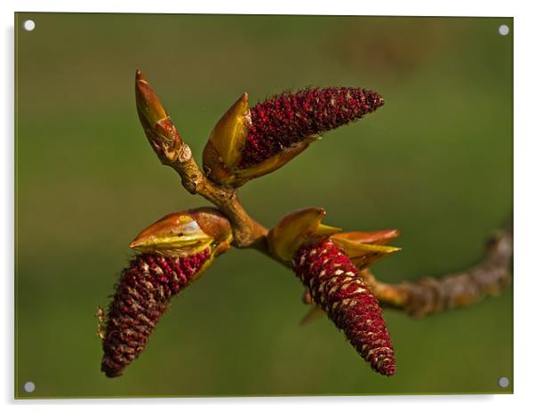 Three Poplar Catkins Acrylic by Pete Hemington