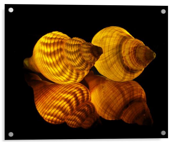 Illuminated Sea shells Acrylic by Pete Hemington