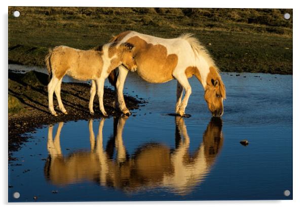 Dartmoor ponies Acrylic by Pete Hemington
