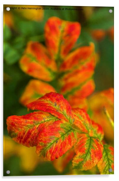 Autumn leaves Acrylic by Pete Hemington