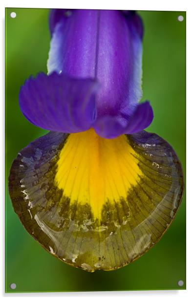 Iris tongue with water reflections Acrylic by Pete Hemington