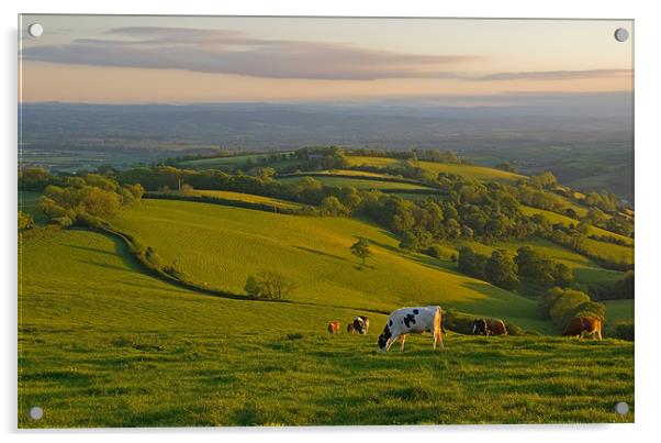 Fields and Cows in Devon Acrylic by Pete Hemington