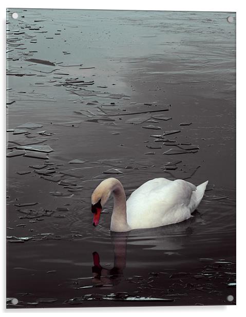 Swan Lake Acrylic by Darren Burroughs