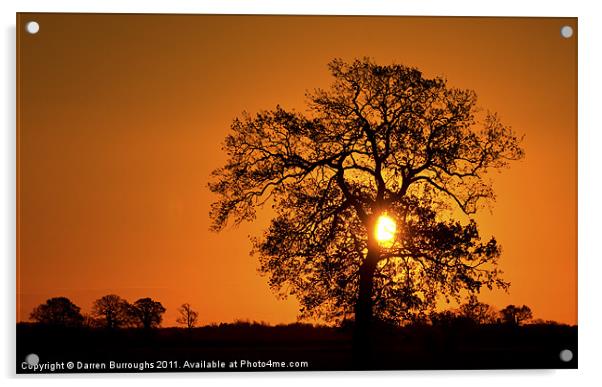 Sunrise Tree  Silhouette Acrylic by Darren Burroughs