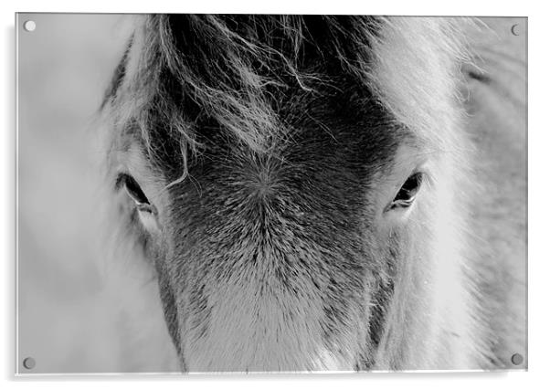 Wild Foal Acrylic by Darren Burroughs