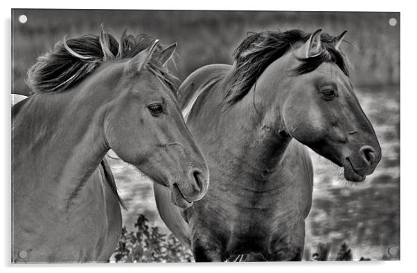 Konik Horses at Minsmere Acrylic by Darren Burroughs