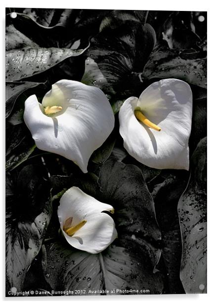 Lillies Acrylic by Darren Burroughs