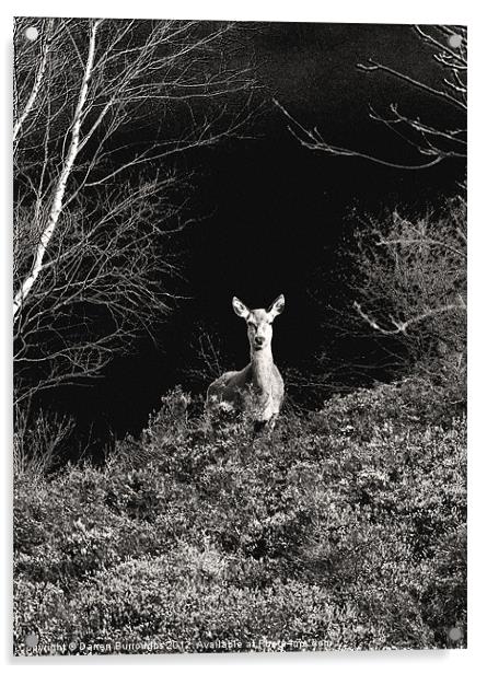 Deer In Black and White Acrylic by Darren Burroughs