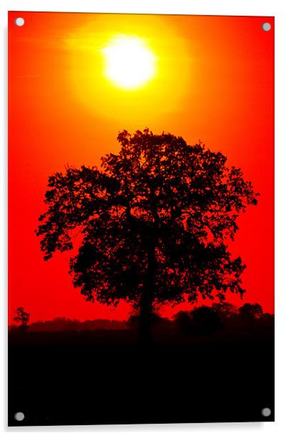 Tree Sunrise Acrylic by Darren Burroughs