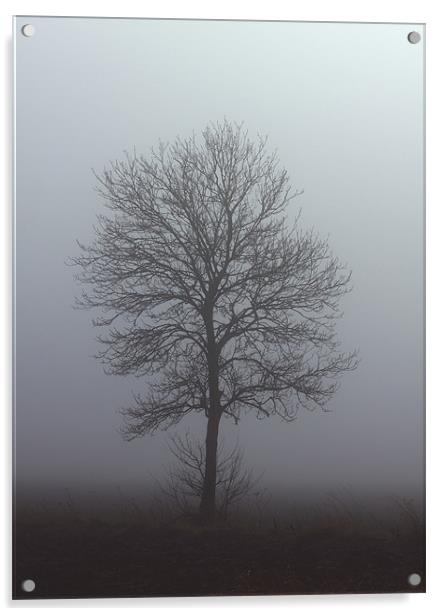 Winter Tree Acrylic by Darren Burroughs