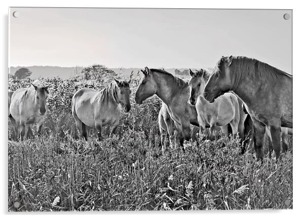 Minsmere Konic Horses Acrylic by Darren Burroughs