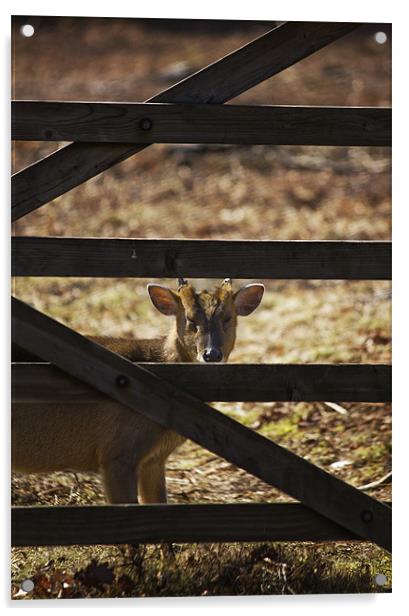 Muntjac  And Bars Acrylic by Darren Burroughs