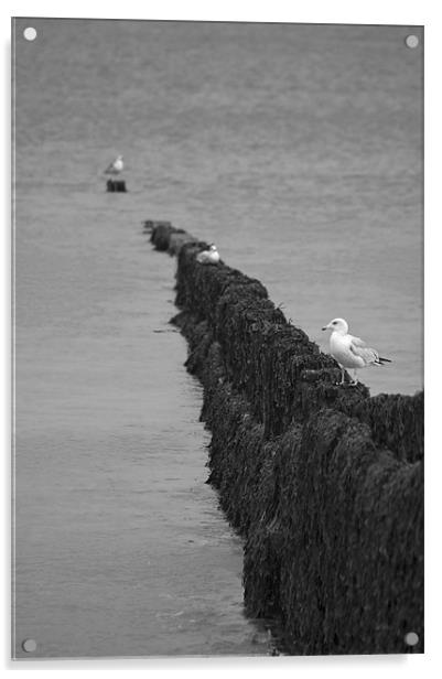 Cromer Gulls Acrylic by Darren Burroughs