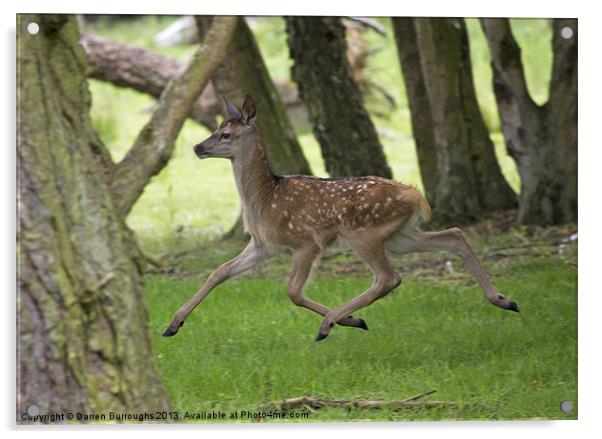 Red Deer Fawn Acrylic by Darren Burroughs