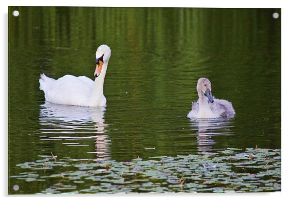 Swans Acrylic by Darren Burroughs