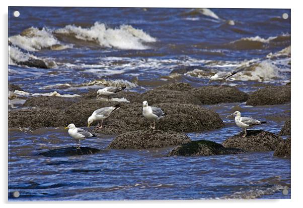 Hunstanton Gulls Acrylic by Darren Burroughs