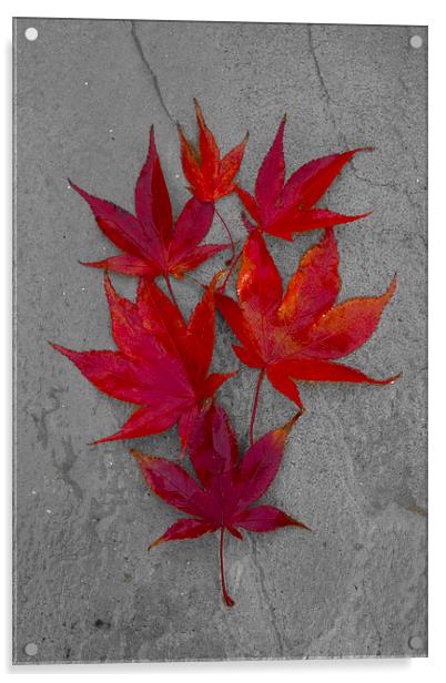 Acer Leaves On A Textured Background Acrylic by Darren Burroughs
