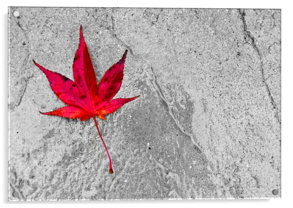 Acer Leaf On A Textured Background Acrylic by Darren Burroughs