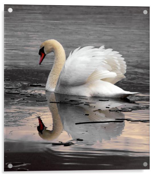 Swan On Frozen water Acrylic by Darren Burroughs