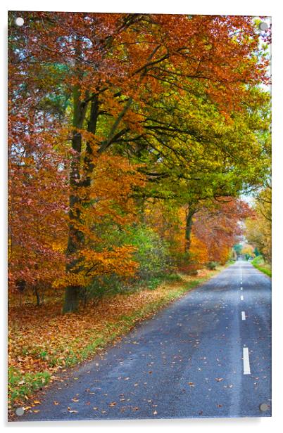 The Road To The Fall Acrylic by Darren Burroughs