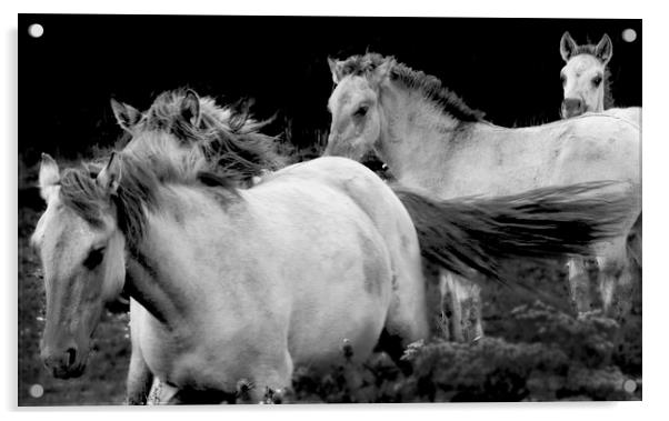 KoniK Horses at Minsmere Acrylic by Darren Burroughs