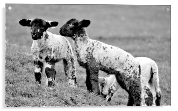 Spring Lambs Acrylic by Darren Burroughs