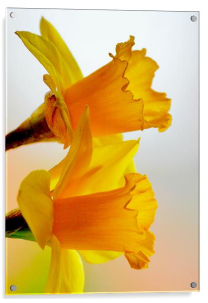 Dreamy Daffodils Acrylic by Darren Burroughs