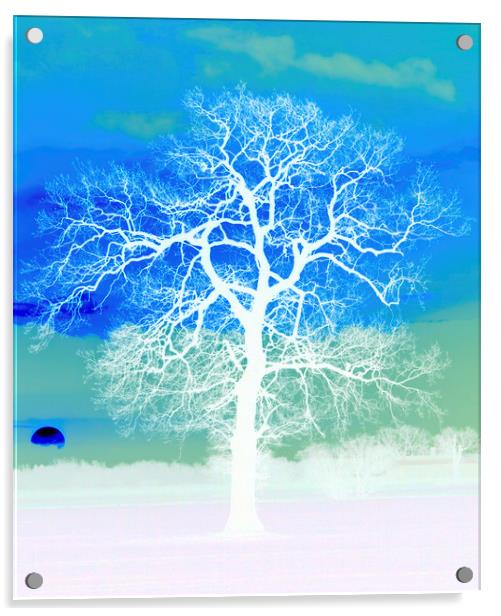 Silhouetted Sunrise Tree  Acrylic by Darren Burroughs