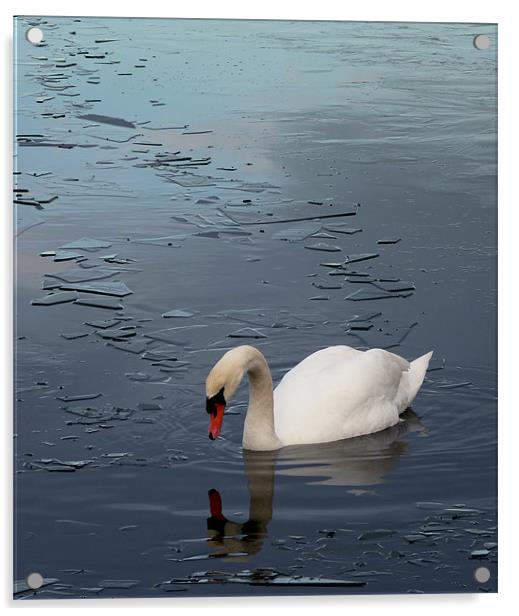 Swan floating on Frozen Water Acrylic by Darren Burroughs