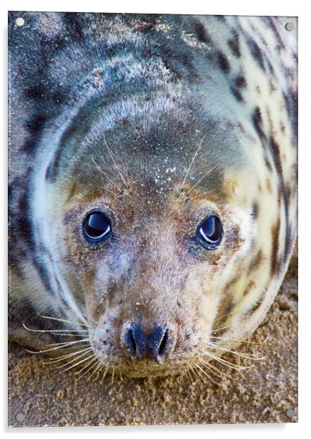 Grey Seal Acrylic by Darren Burroughs