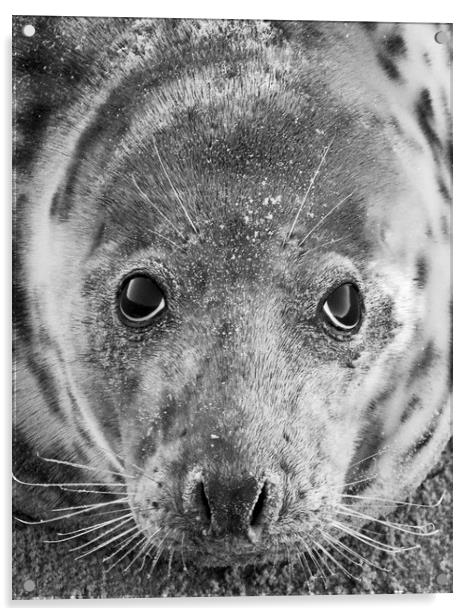Grey Seal In Black And White Acrylic by Darren Burroughs